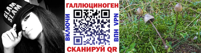 Купить  Алатырь  Псилоцибиновые грибы Psilocybine cubensis 